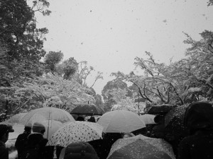 Some of the many snow-covered umbrellas of the people waiting in line for Kinkakuji