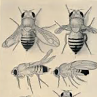 Pencil drawings of bees