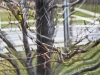 Batjin_Boldbat_DSC0949