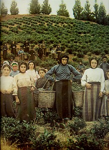 2. Tea-Gatherers, Greek Women and Girls (Georgia, Caucasus)