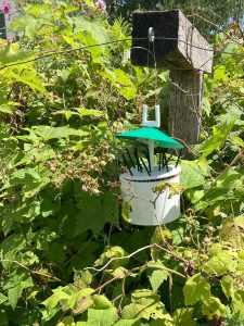 E4 Bug Off Team Project, installed in the Williams College Community Garden : Mitigating Japanese Beetle Damage
