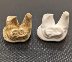 Left: 80 Ka Cave Bear tooth); Right: Resin 3D print from photogrammetry model