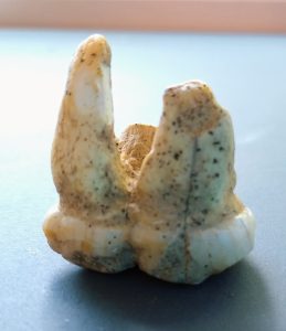 A prehistoric cave bear tooth (a molar), excavated from Divje Babe, a cave site in Slovenia that also houses evidence of Neanderthal activity. The tooth is estimated to be 80,000 years old.
