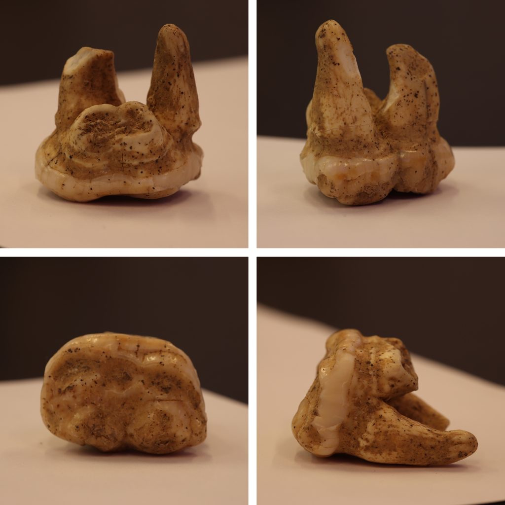 A prehistoric cave bear tooth (a molar), excavated from Divje Babe, a cave site in Slovenia that also houses evidence of Neanderthal activity. The tooth is estimated to be 80,000 years old.