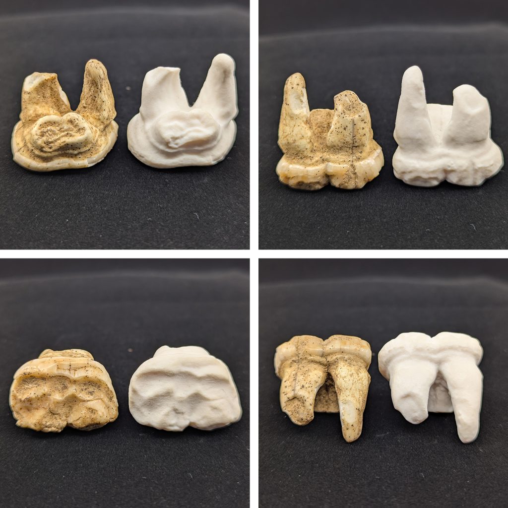 Comparison of an 80,000 year old cave bear tooth (on left) with a 3D printed resin tooth derived from student photogrammetry work (on right).