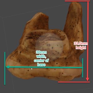 Establishing the dimensions of the digital 3D tooth (in Metashape) so that it exactly matches the real life tooth's measurements taken using calipers.