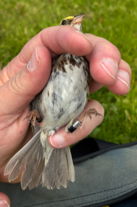 B.OB, a Williamstown bird, demonstrates our color-banding system. He has Black over a US Fish and Wildlife Service aluminum band on his left leg, and Orange over Black on his right leg (from the perspective of the bird). (Photo credit: Hannah Cumming)
