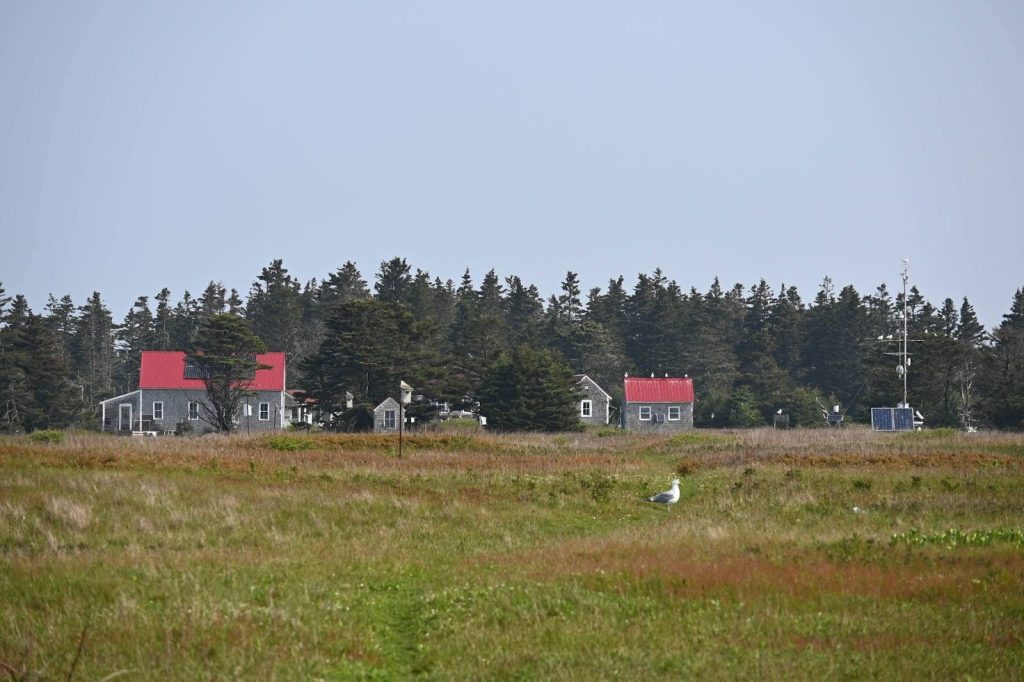 The Kent Island research station. Cabins and the main building are photographed from the field designated for Savannah sparrow, herring gull (Larus argentatus), and tree swallow (Tachycineta bicolor) research. (Photo credit: Dan Mennill)
