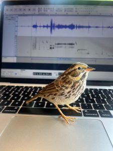 B.OG analyzing his fellow birds’ songs, shown in the background. (Photo credit: Henry Alexander)