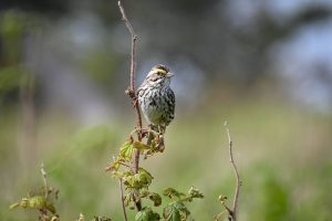 Savannah sparrow on Kent Island. A key characteristic to help identify these birds are their distinctive yellow plumage above the eye, as shown in the photo. (Photo credit: Dan Mennill).