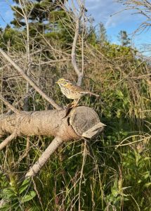 B.OG perched on a Kent Island tree. We used this 3D printed and painted model to test female responses to song variations on Kent Island. (Photo credit: Heather Williams)