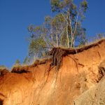 Eucalyptus ground in the headwall