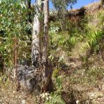 Mature (coppiced) Eucalyptus growing inside lavaka