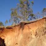 Overhanging headwall and exposed Eucalyptus roots in active stage II lavaka