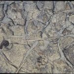 Mudcracks in modern sediment; dead Shangololo for scale. Cracks infilled with sand. Compare with 7-10.