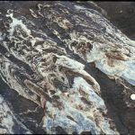 Pseudocolumnar stromatolites. Small bioherm in coarse sand.