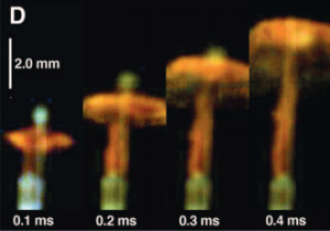 A series of video frames show the mushroom cloud explosion of Sphagnum spores