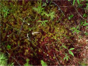 Sphagnum is also known as peat moss. Two different species are shown here--a red one and a green one.