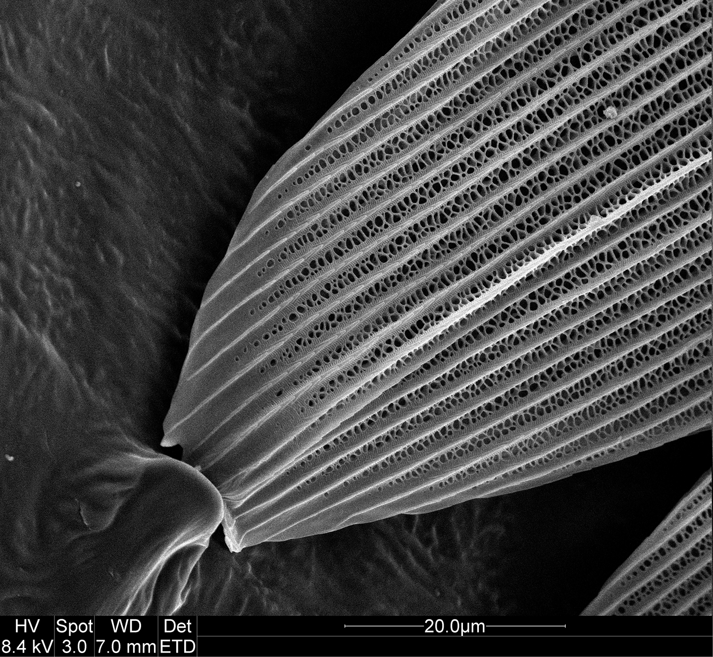 Micrograph of a scale on a butterfly's wing.
