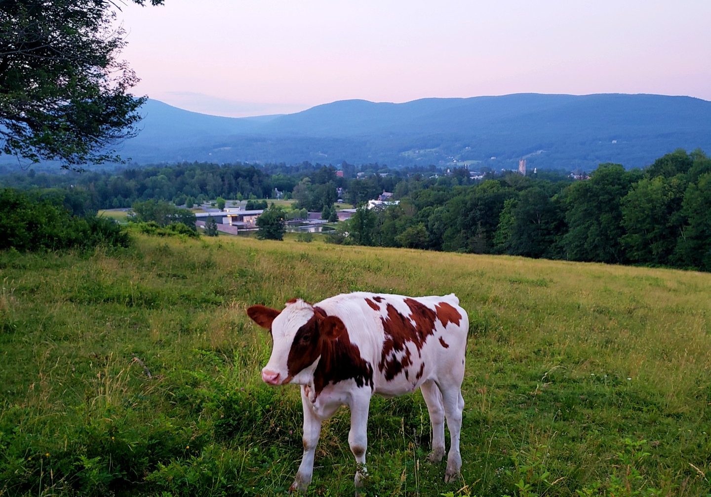 One cow