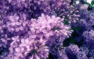 beautiful-plant-for-purple-flower-full-hd-wallpaper-photo-for-desktop-background-full-free
