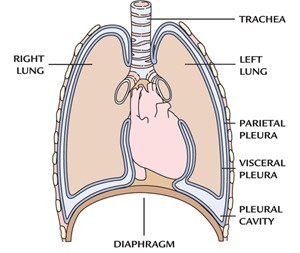 respiration-diaphragm