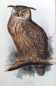 Lear Eagle Owl