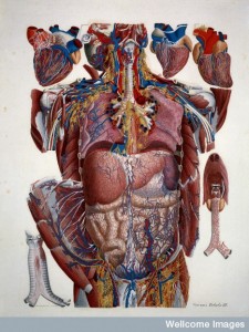 L0019305 Anatomical Illustration